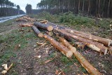 Nadleśnictwo Rozwadów tłumaczy dlaczego wycina drzewa przy drodze ze Stalowej Woli do Jamnicy