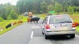 Krowy stwarzają zagrożenie na drodze za Trzebielinem