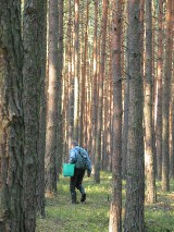 Bolesławiec: 80-letni grzybiarz zgubił się w lesie. Upadł i nie mógł się podnieść