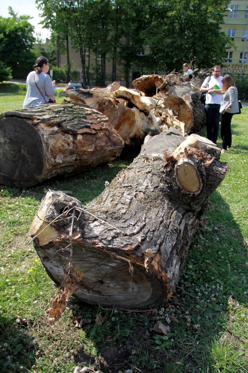 Mirosław Bałka przemieni baobab w rzeźbę