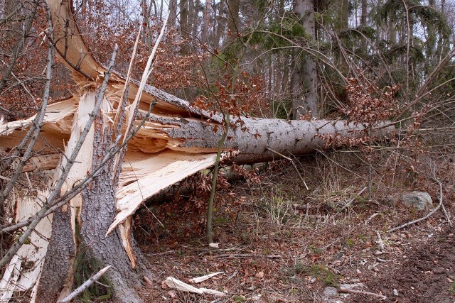 Porywisty wiatr zagraża mieszkańcom całej Polski. Może łamać drzewa