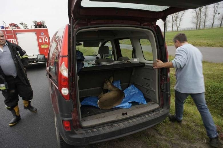 Sarna potrącona na drodze pod Murowaną Gośliną w listopadzie...