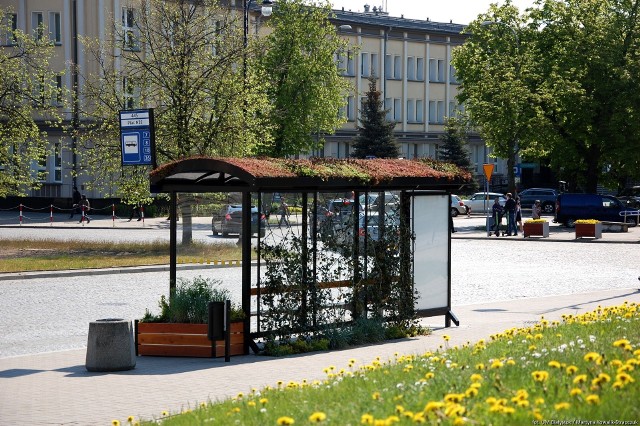 W ubiegłym roku pierwsze zielone przystanki stanęły w Białymstoku, a miasto za nie doceniono