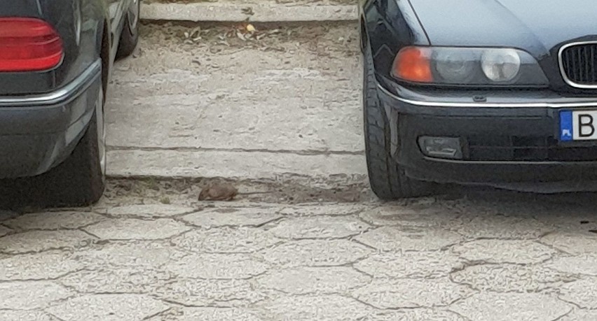 Mieszkańcy narzekają na szczury w Białymstoku