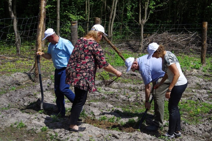 Gmina Iłża. W Marculach pracownicy Starostwa Powiatowego w Radomiu posadzili ponad tysiąc sadzonek dębów szypułkowych