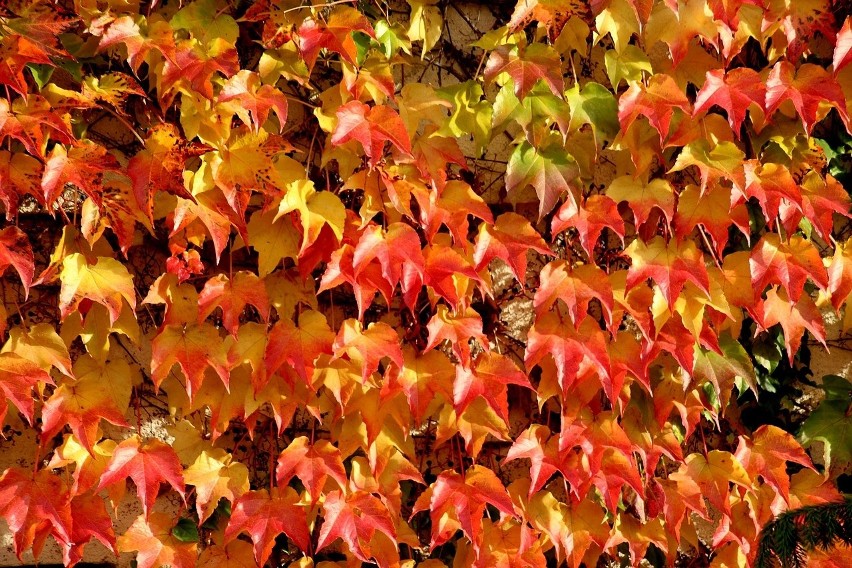 Jesienią przybierają wyjątkowo piękne i wyraziste kolory.