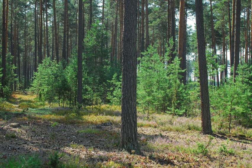 Tereny podległe Regionalnej Dyrekcji Lasów Państwowych w...