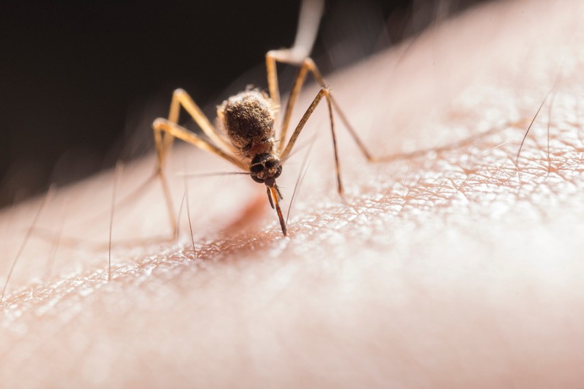 Populacja komarów jest zależna od obecności wody, ponieważ...