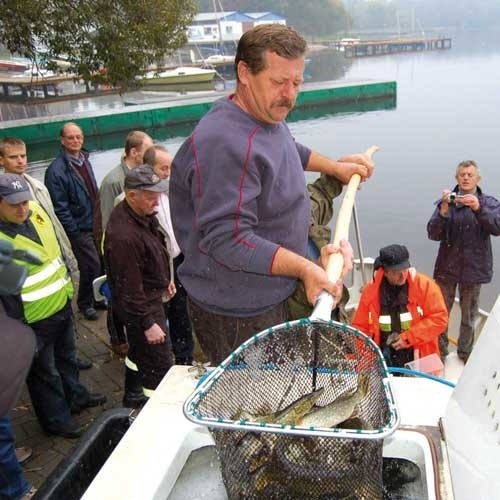 Szczecinecki ratusz co roku zarybia Trzesiecko cennymi gatunkami ryb.