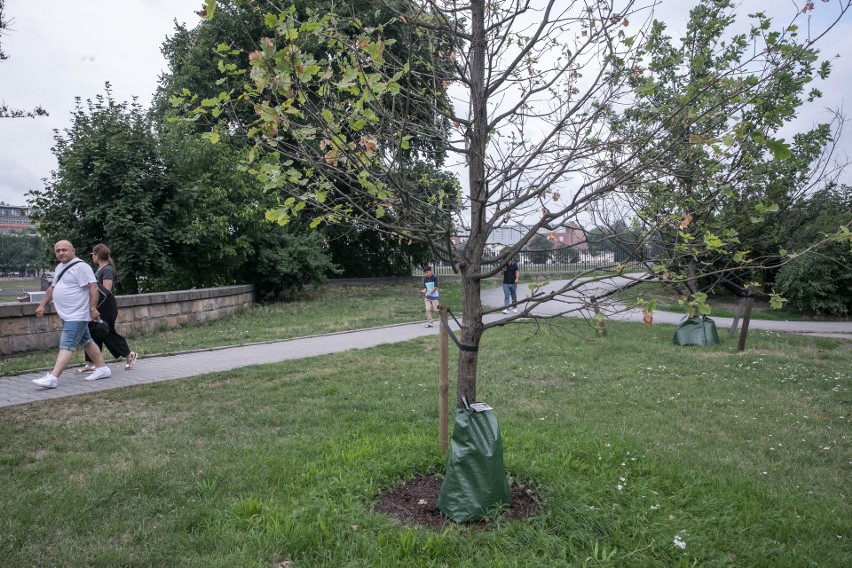 Kraków. Dąb Wisławy Szymborskiej usycha. Jak ratować zieleń, gdy jest sucho? Mieszkańcy mają pomysł!