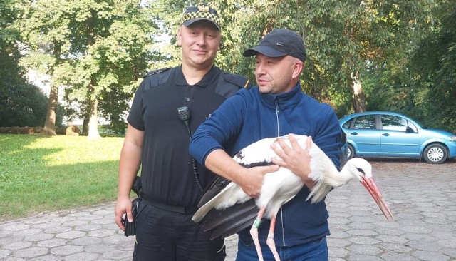 Janusz Wepsięć poinformował o przewiezieniu bociana w bezpieczne dla niego miejsce
