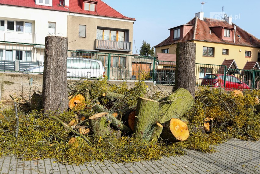Kontrowersyjna wycinka drzew przy ul. Reymonta w Szczecinie