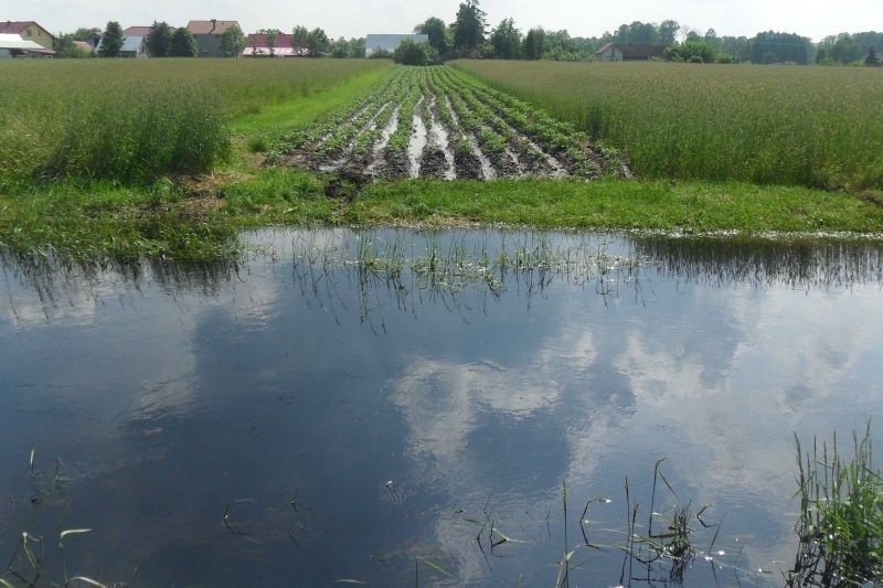 Lokalne podtopienia łąk i upraw w Brygidowie spowodowane...