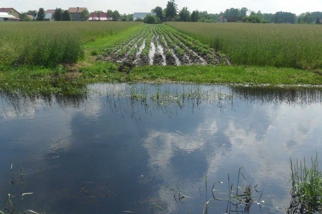 Lokalne podtopienia łąk i upraw w Brygidowie spowodowane wylaniem rzeki Czarnej Nowej.