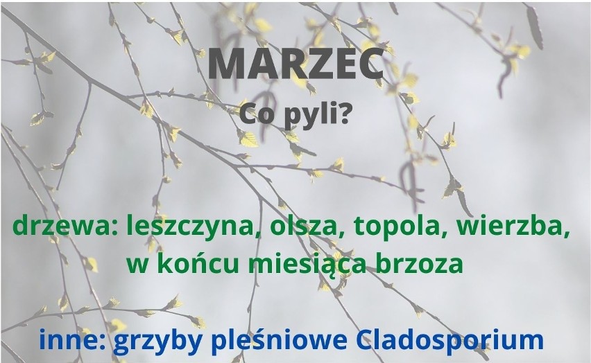 Alergicy powinni wiedzieć kiedy pylą drzewa i inne rośliny....