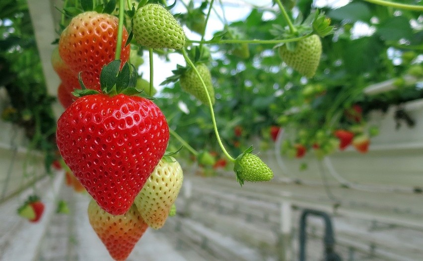 Zależnie od wielkości i specyfiki w pionowych farmach może...