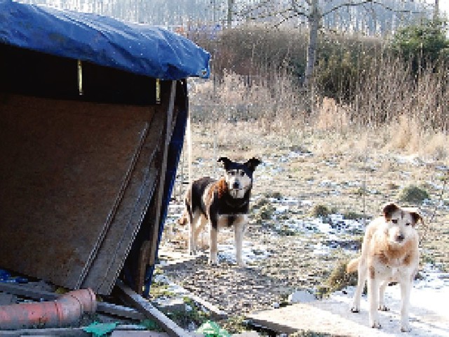 Gruz, stare rury, śmieci &#8211; w takich warunkach mieszkają psy na jednej z działek w Mścicach.