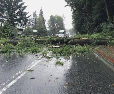 Ogromna lipa zwaliła się wczoraj wczesnym popołudniem na krajowej trasie z Nowego Sącza do Krynicy-Zdroju w Nawojowej. Wielkie drzewo runęło tuż za przejeżdżającym samochodem. Jego gałęzie przygniotły bagażnik. Na szczęście kierowcy nic się nie stało i żaden inny pojazd nie poruszał się w miejscu zdarzenia. Drzewo znajdowało się w pasie zieleni okalającej pałac Stadnickich. - To był ułamek sekundy - mówił nam jeden ze świadków. - Wielkiego wiatru nie było. Korzenie drzewa musiały zostać podmyte przez padający nieustannie deszcz. Drzewo zerwało linię energetyczną, powodując odcięcie od prądu instytucji mieszących się w pałacu Stadnickich. Droga krajowa została zablokowana na kilka godzin. (WCH) Fot. Jacek Baruch