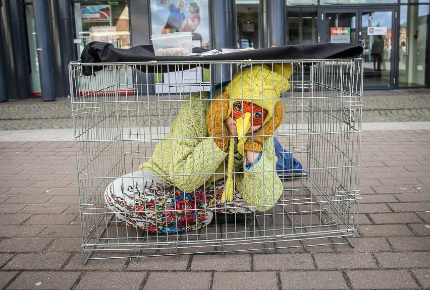 Akcja „W te święta poprę zwierzęta” w Gdańsku [ZDJĘCIA]