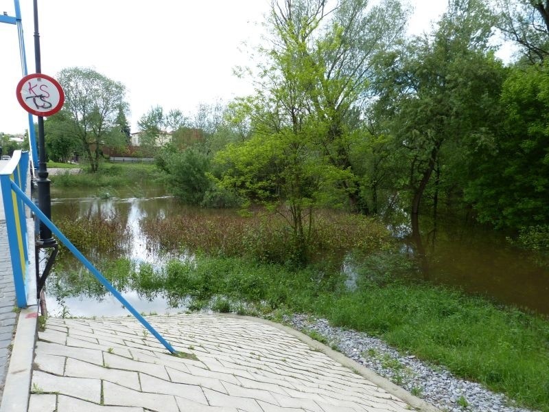 Rzeka Czarna w Połańcu