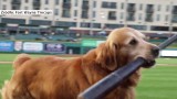 "Jake the Diamond", najlepszy pies w zawodowym baseballu WIDEO
