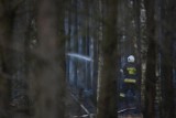 Wielki pożar lasu w powiecie świeckim. Strażacy pracują już prawie dobę!