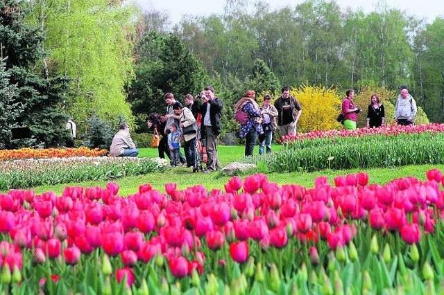 &#8222;Botanik&#8221; od 40 lat przyciąga łodzian, m.in. kolekcją kwitnących wczesną wiosną tulipanów.