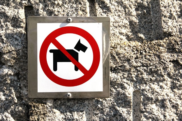 Władze nowojorskiego metra wprowadziły rygorystyczny zakaz: nie wolno przewozić psów, chyba że mieszczą się... do torby. Pomysłowi właściciele czworonogów bardzo szybko znaleźli sposób, by ominąć ten zakaz.Zobacz, jak to zrobili!
