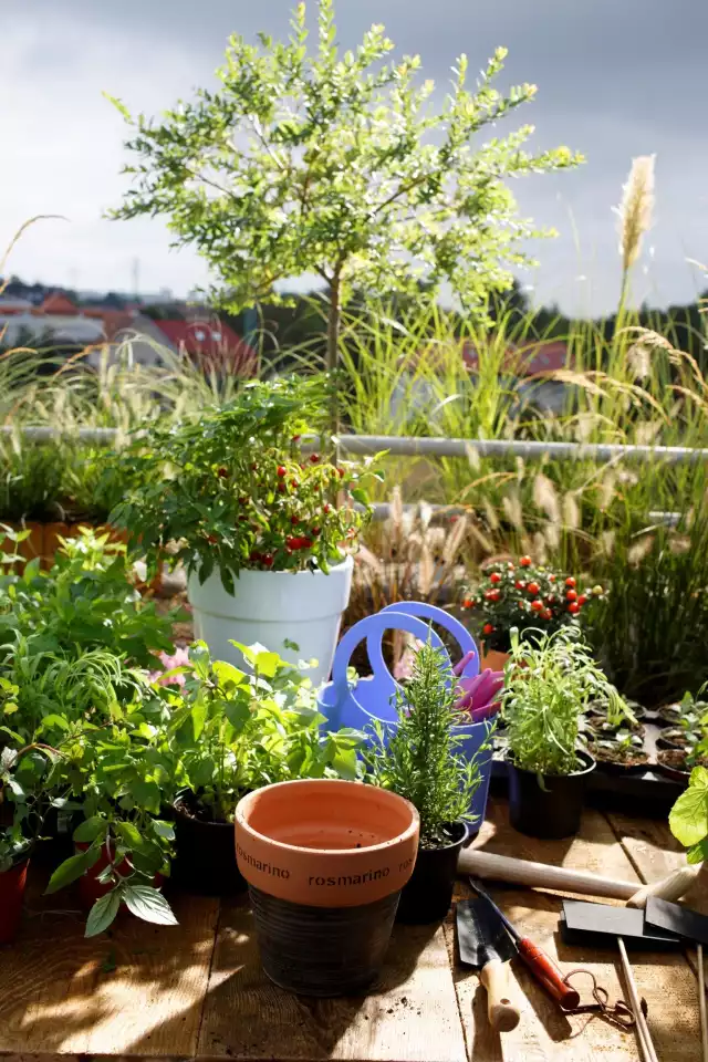 Nawet na niewielkim balkonie można stworzyć namiastkę warzywnego ogrodu.
