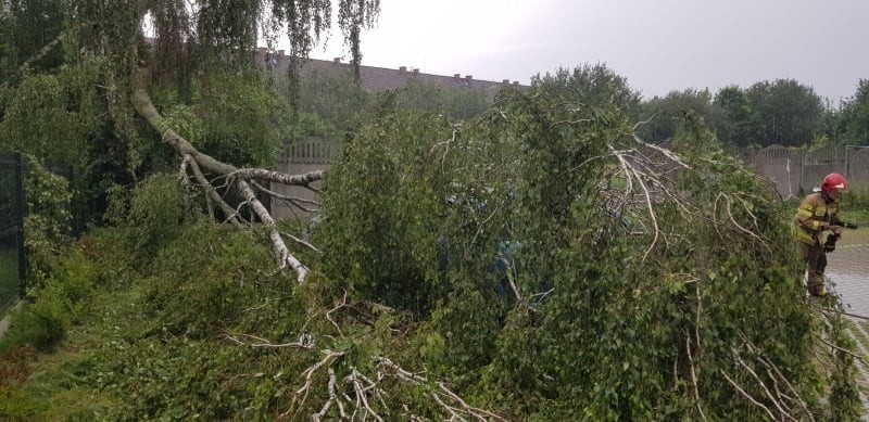 Burza w powiecie makowskim. 14.07.2021 r. Drzewo przewróciło się na zaparkowany samochód
