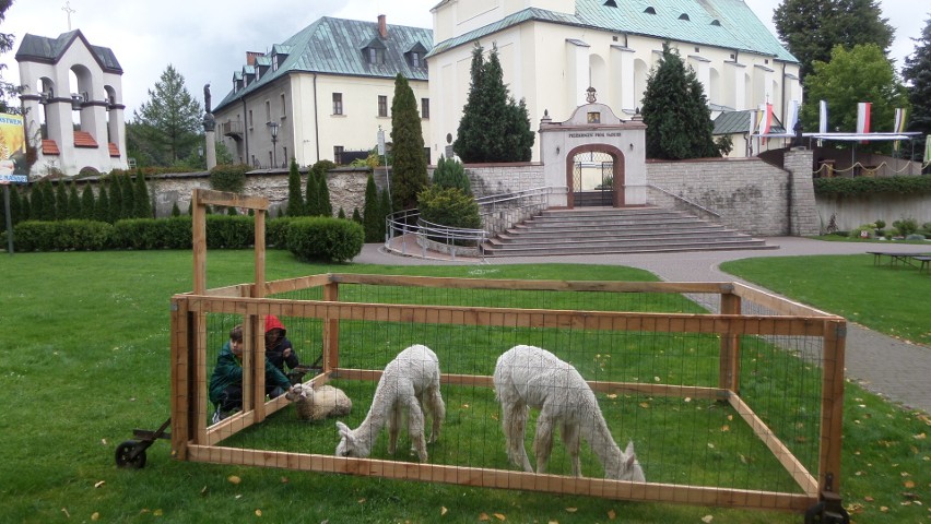 Alpaki w sanktuarium w Leśniowie. Juromania 2022
