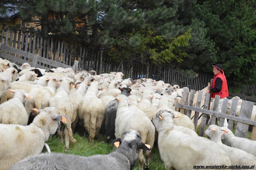 Jesienny spęd owiec Łossod 2016 w Żabnicy