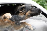 Pies w rozgrzanym samochodzie. Czy można wybić szybę? (FILMY)