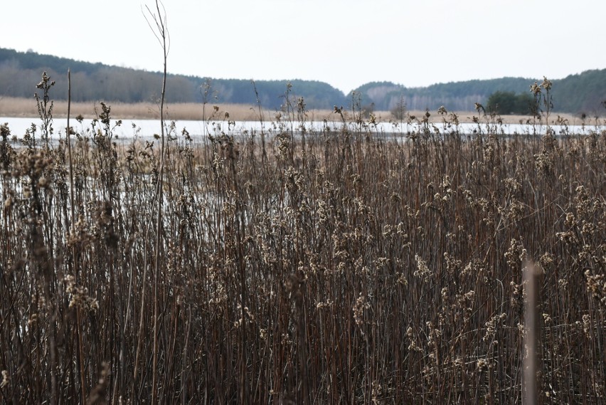 Mokra zima służy. Jezioro Nowe w Suchatówce znów pełne wody - zobacz zdjęcia 