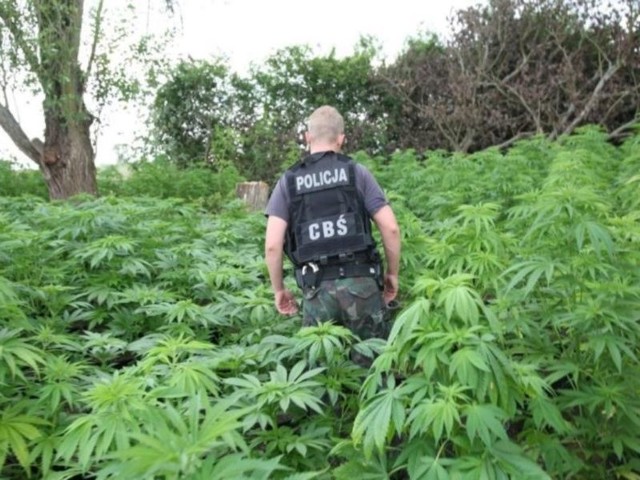 Policja coraz częściej odkrywa nielegalne plantacje marihuany.