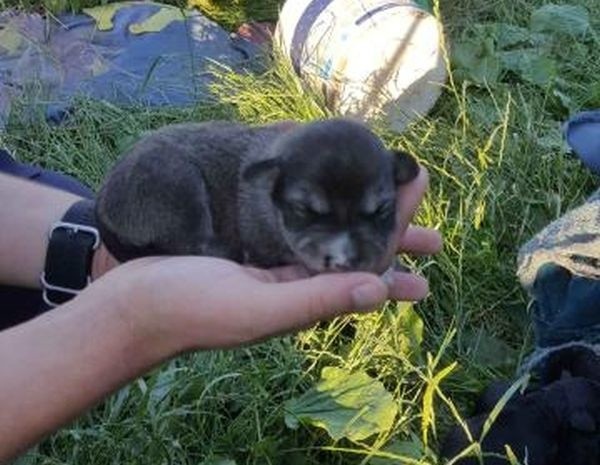 Szczeniaki wrzucił do studni, a ich matkę skatował! Mieszkańcowi gminy Daleszyce grozi więzienie 