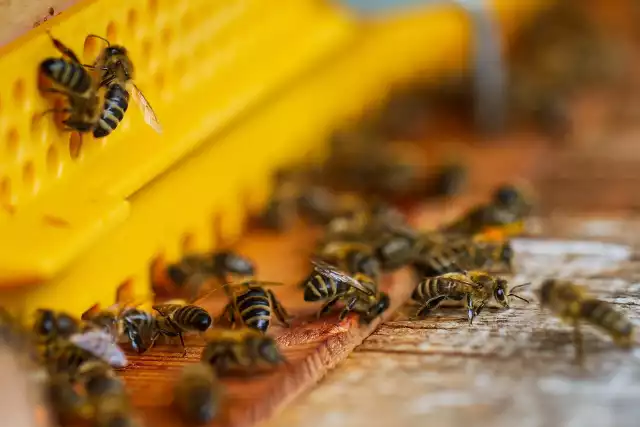 Straty, spowodowane kradzieżą 36 uli z pszczołami w Dobrczu, zostały oszacowane na ponad 25 tys. zł