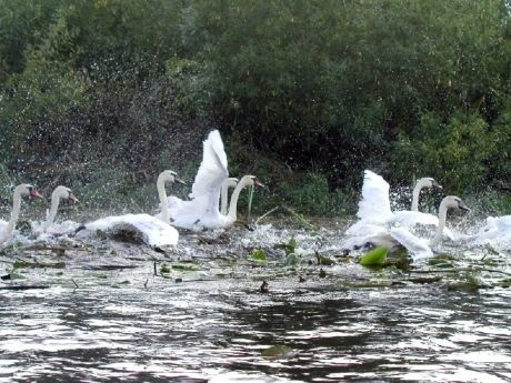 Łabędzie urządziły nam pokaz swojej siły 