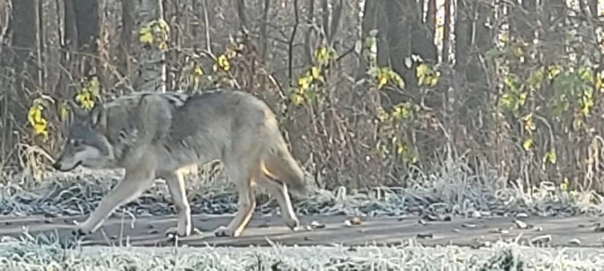 Wilk w gminie Puck! "Nagle wyłonił się z lasu". Co zrobić, gdy spotkasz to zwierzę? Sprawdź! [ZDJĘCIA]