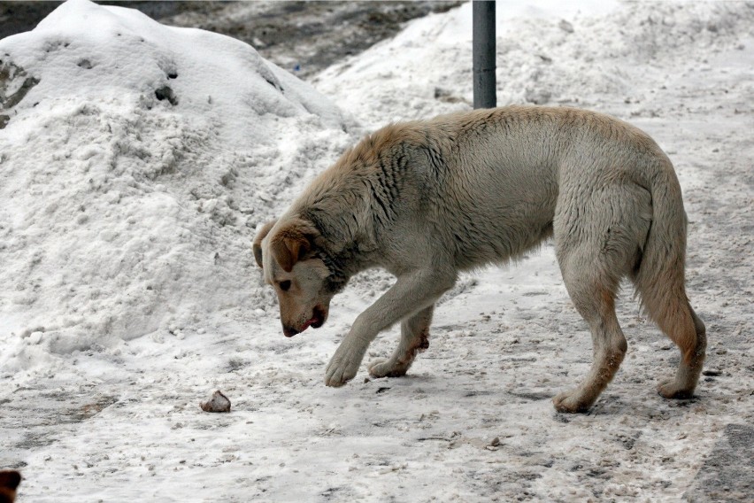 Wałęsające się psy zimą są narażone na śmiertelne...