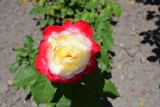 Odwiedźcie Rosarium Parku Śląskiego. Właśnie kwitną róże! ZDJĘCIA