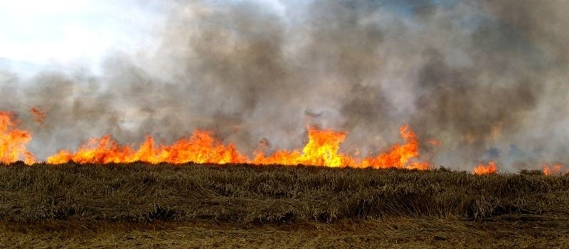 Płonące zboże, z którym dzisiaj walczyli strażacy pod...