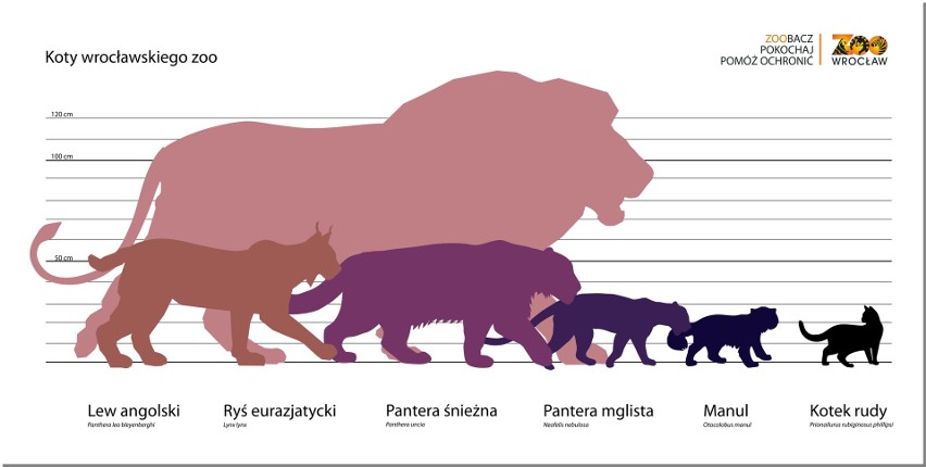 Porównanie wielkości dzikich kotów