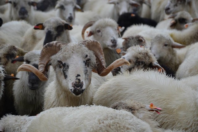 Łossod - tradycje i zwyczaje związane z jesiennym spędem owiec z hal w gminie Węgierska Górka