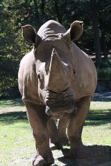 Zoo Poznań: Bolesna strata dla pracowników zoo. Nie żyje nosorożec Kiwu 