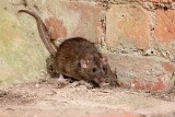 Szczury nie tylko w centrum Wrocławia. Ekolodzy mówią, żeby zostawić je w spokoju. Czy „pokojowe współżycie” z tymi gryzoniami ma sens?