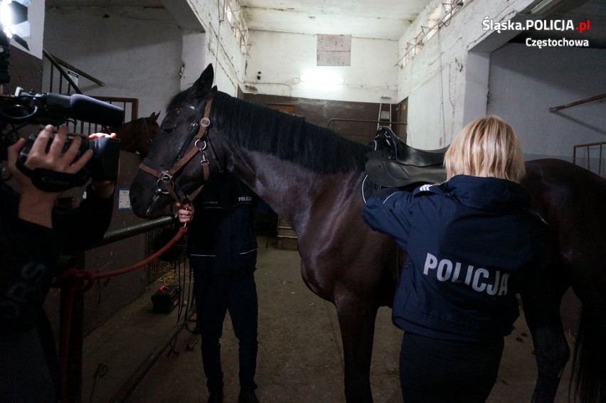 Epikur, nowy funkcjonariusz w częstochowskiej policji [konnej] ZDJĘCIA]