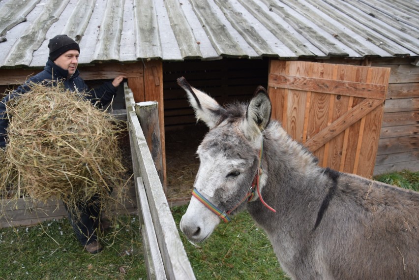 Tarnowska żywa szopka powstaje w ogrodach przy klasztorze ojców Bernardynów [ZDJĘCIA]