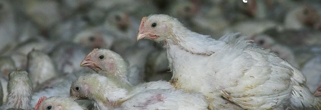 "Przemysłowa hodowla zwierząt nie jest obojętna dla jakości i warunków życia ludzi mieszkających w bliskim sąsiedztwie ferm za sprawą uciążliwych odorów oraz zanieczyszczeń wód, w tym w wyniku przenawożenia gleb, prowadzących do zagrożeń chemicznych i mikrobiologicznych" - tak wynika z raportu Najwyższej Izby Kontroli