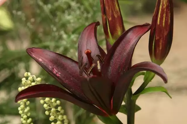 Ciemnopurpurowa, prawie czarna lilia Landini.